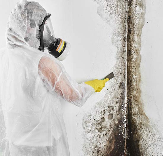 black mold removal experts